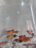 噴火劍10隻