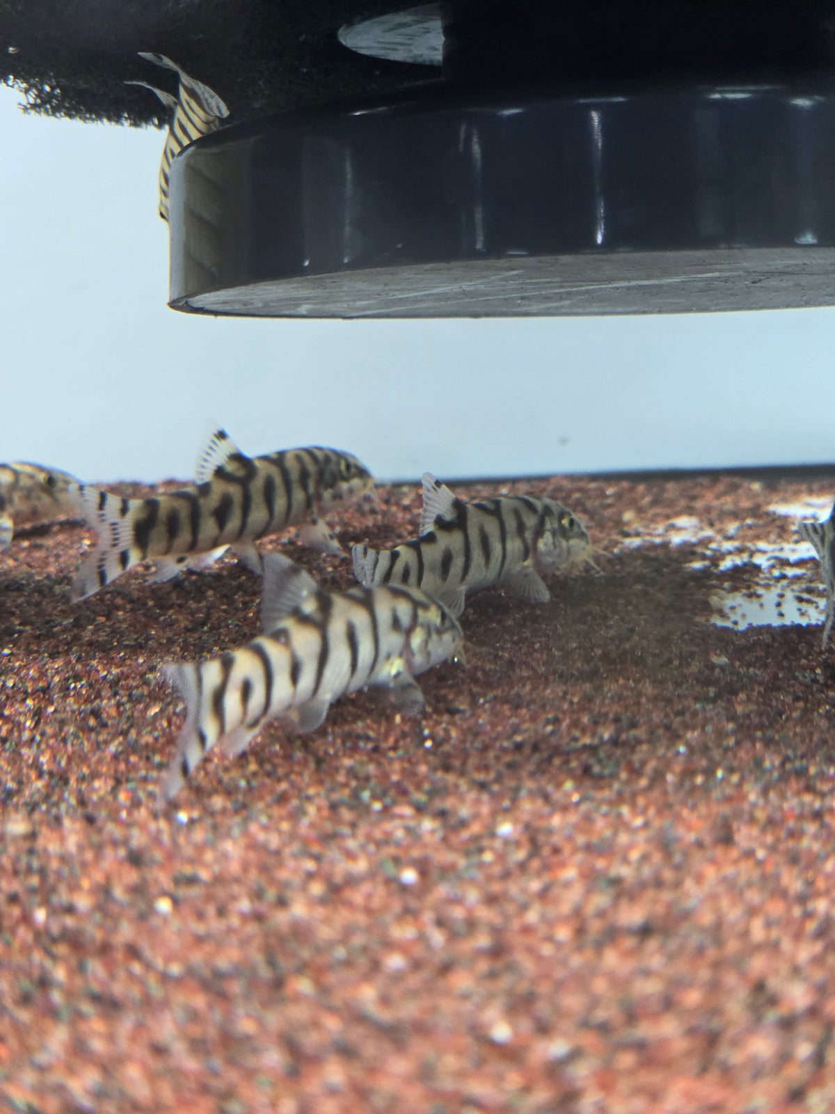 Y紋鼠