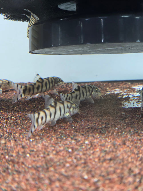 Y紋鼠
