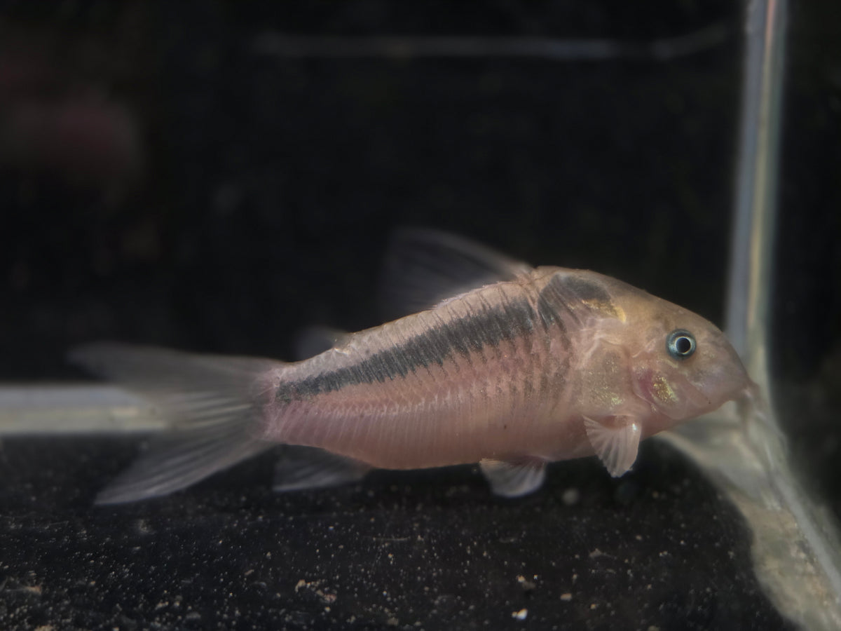 紅黑帶鼠