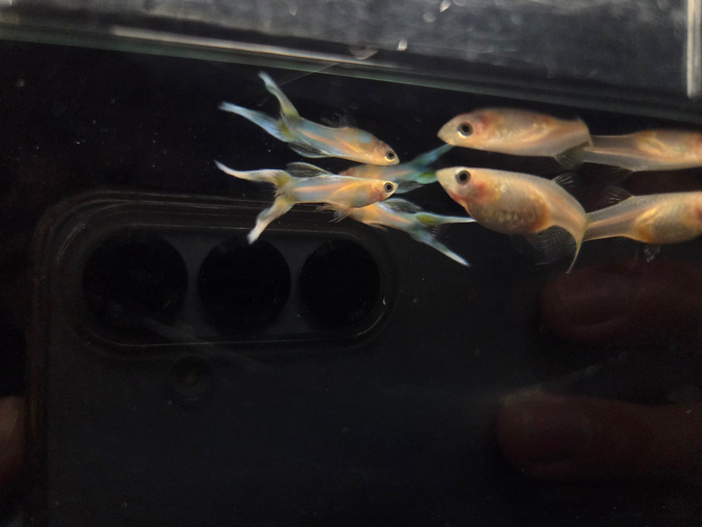 黃化日本藍雙劍3對