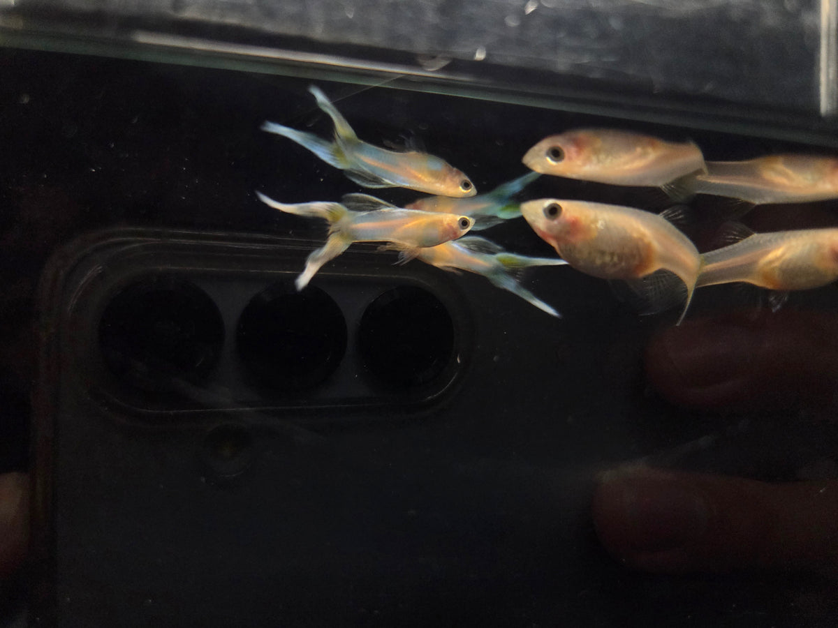黃化日本藍雙劍3對
