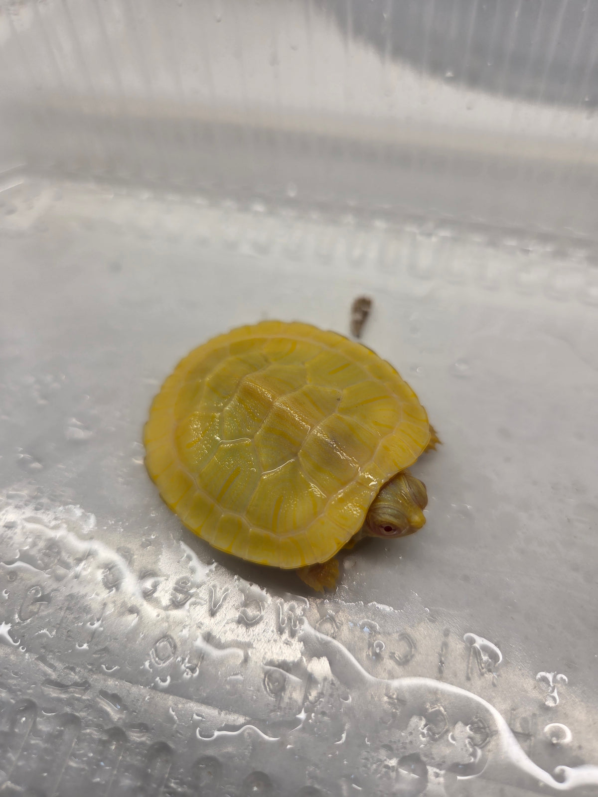 白子巴西龜