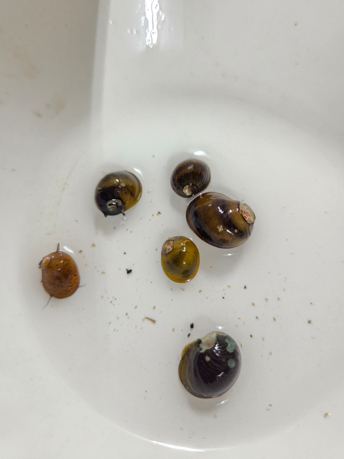 蜜蜂角螺4顆