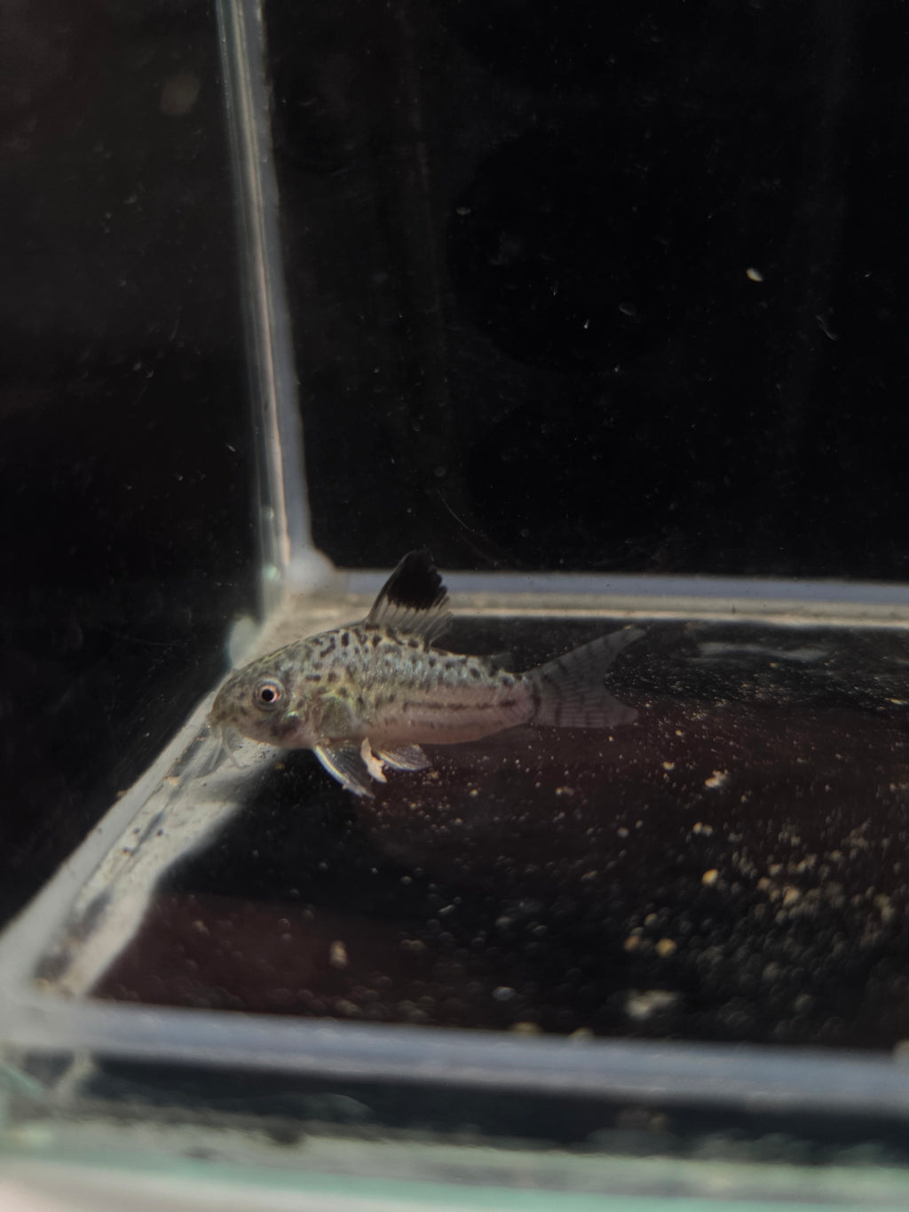 茉莉豹鼠