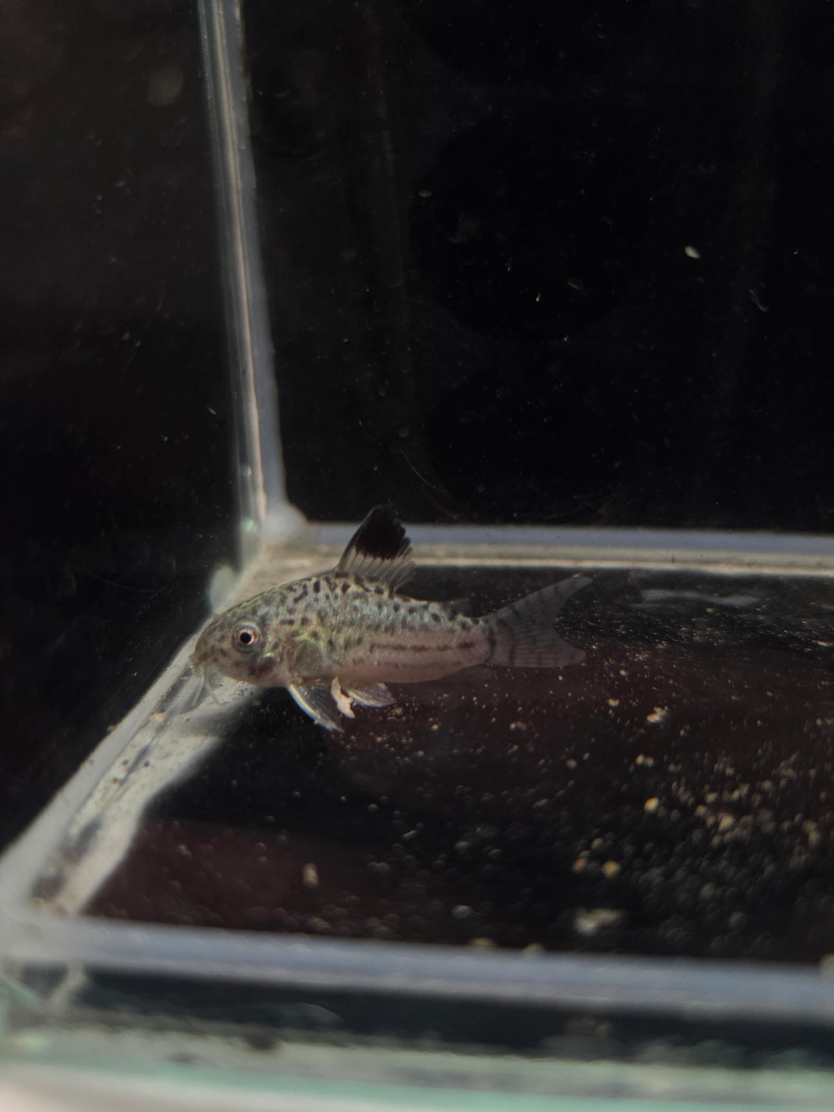 茉莉豹鼠