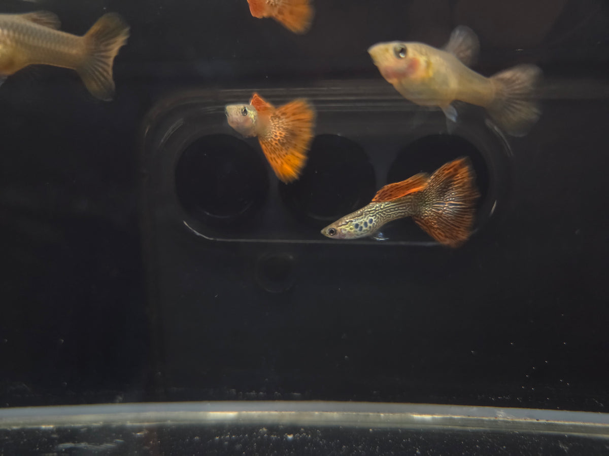 紅蕾絲3對