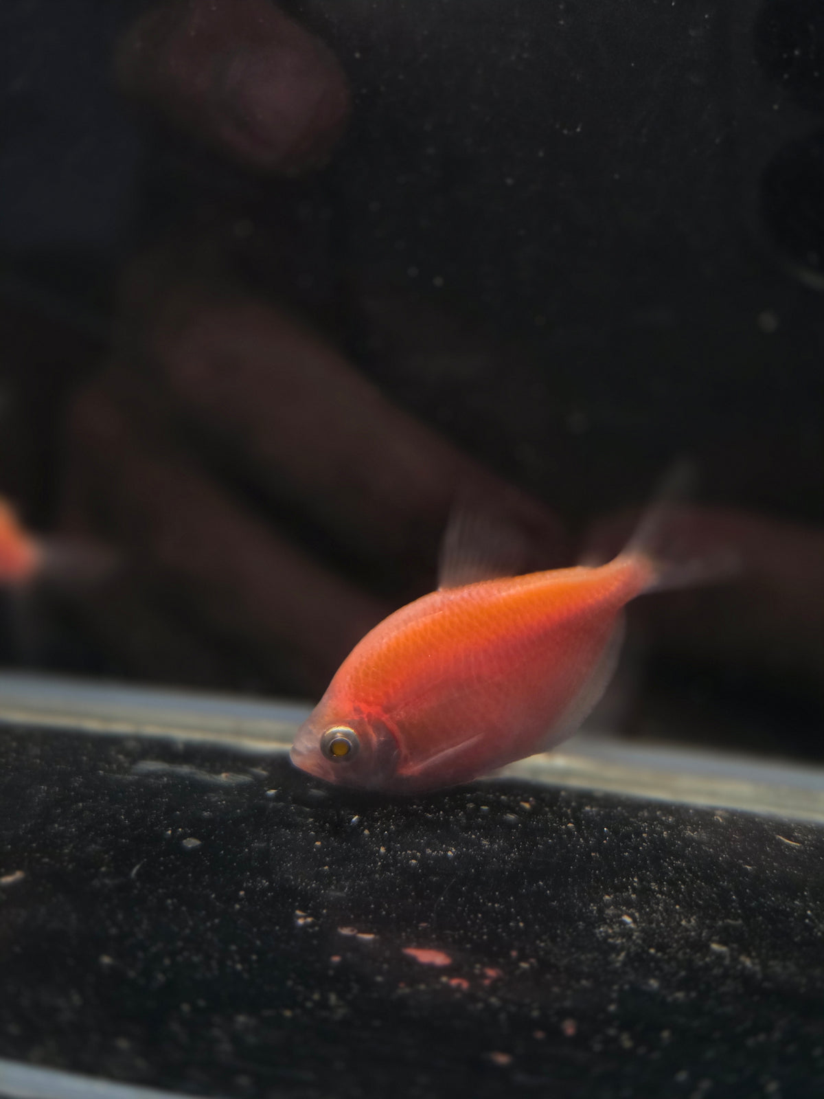 玫瑰磚6隻
