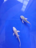 白金蝴蝶龍鯉