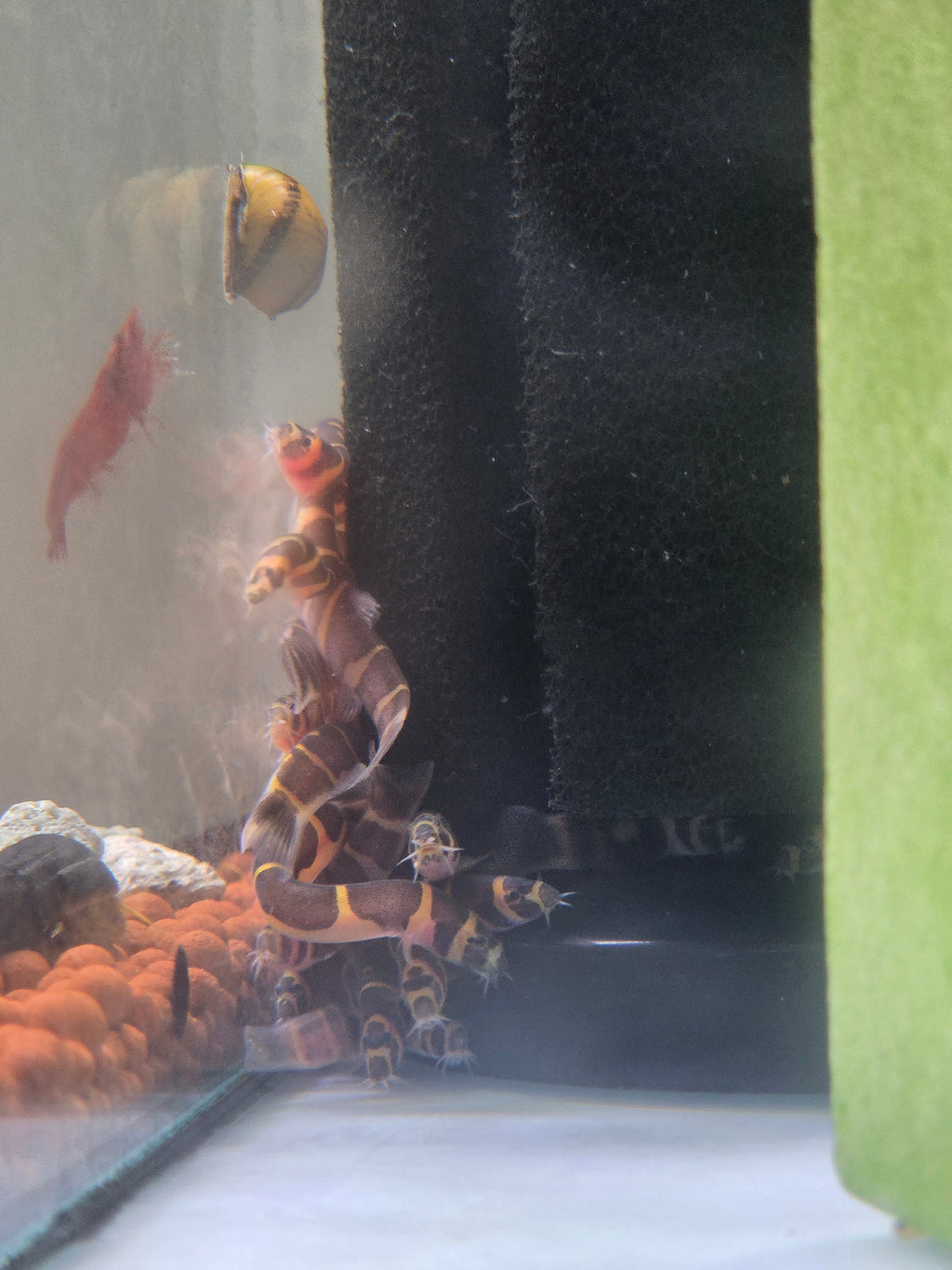 蛇魚5隻