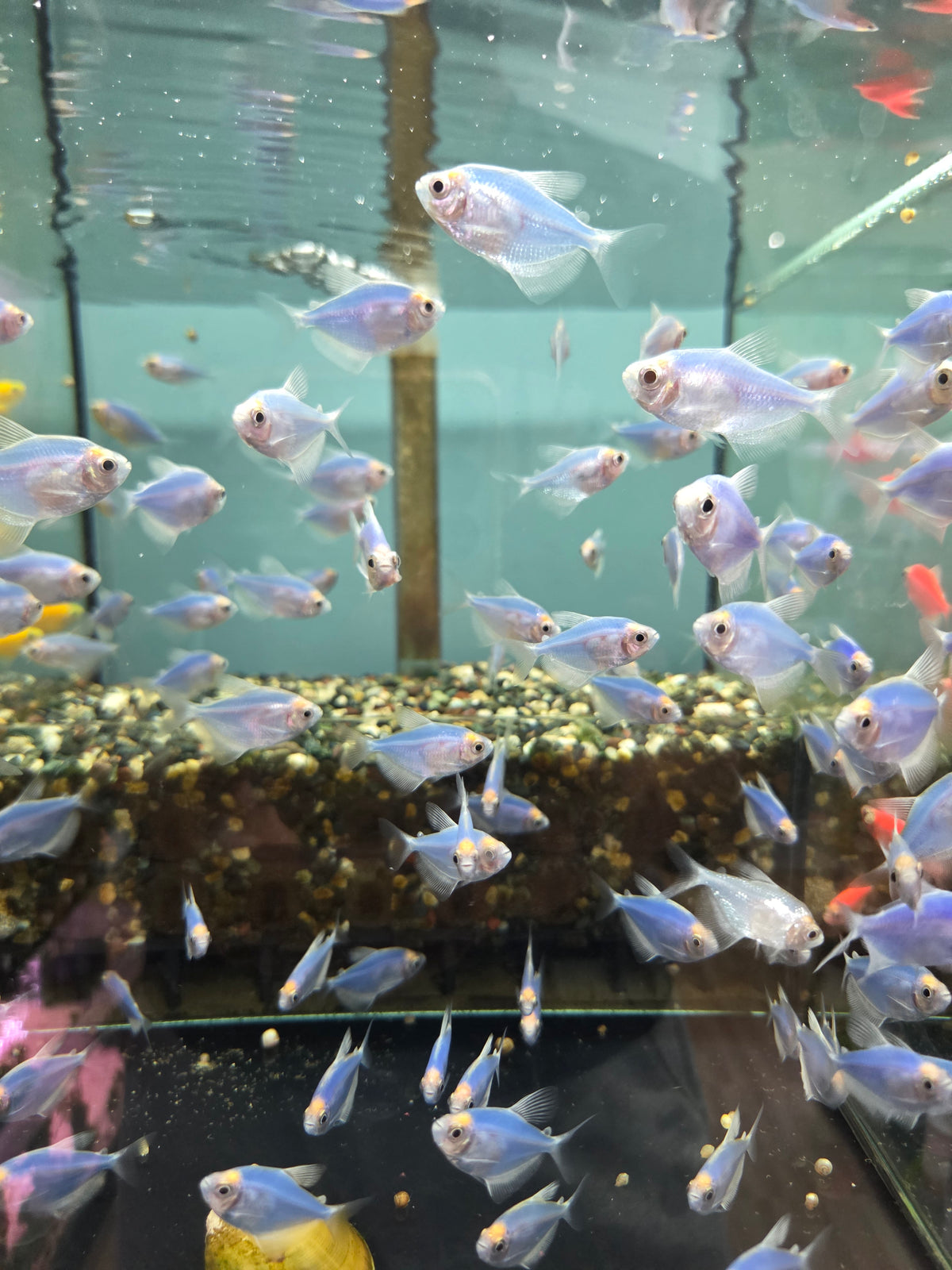 藍磚6隻