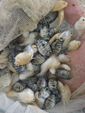 迷你鸚鵡魚6隻
