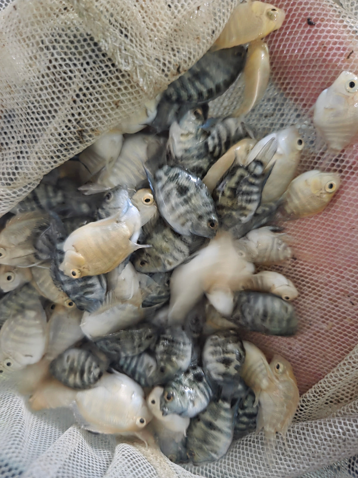 寶藍鸚鵡6隻
