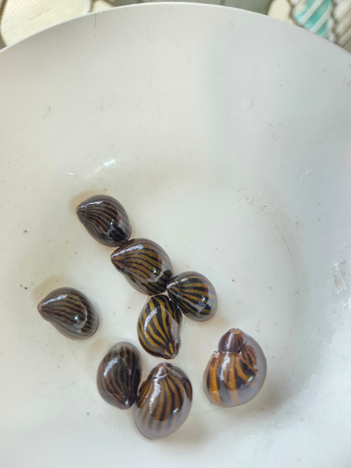 斑馬螺5顆