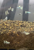 黃老虎3對