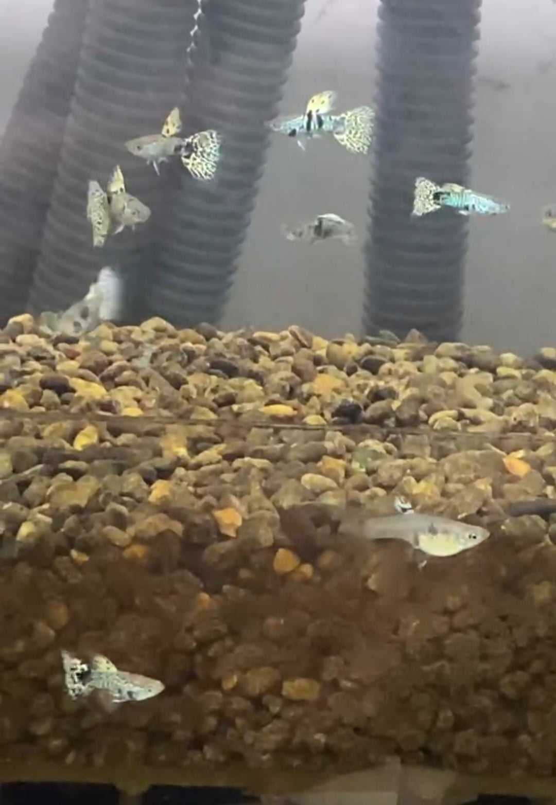 黃老虎3對