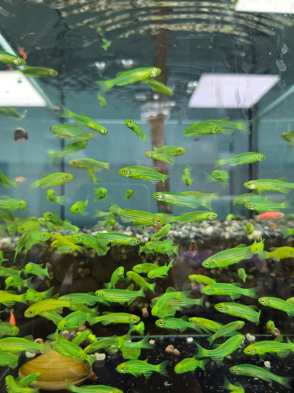 深綠仙子（綠翡翠仙子）10隻
