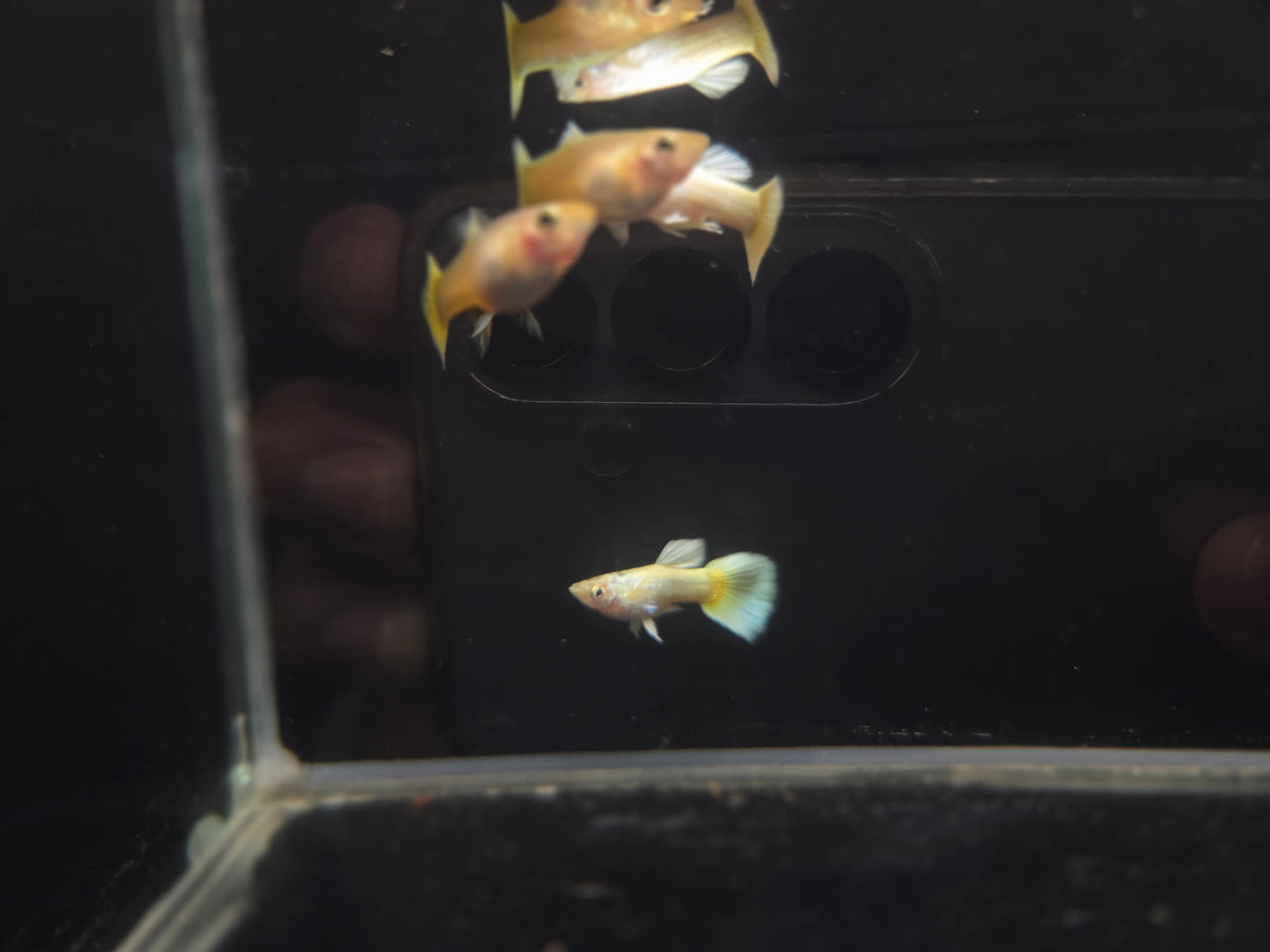 黃金甲孔雀（黃尾24K）3對