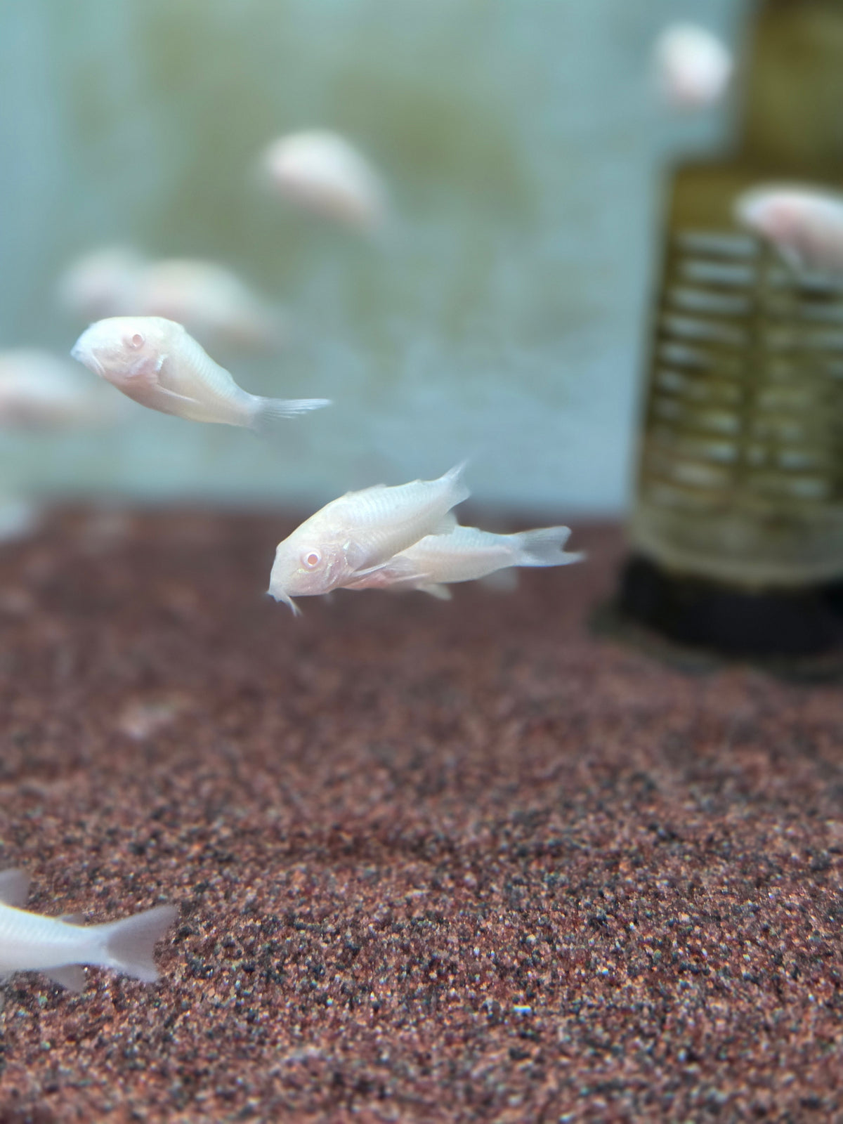白鼠10隻
