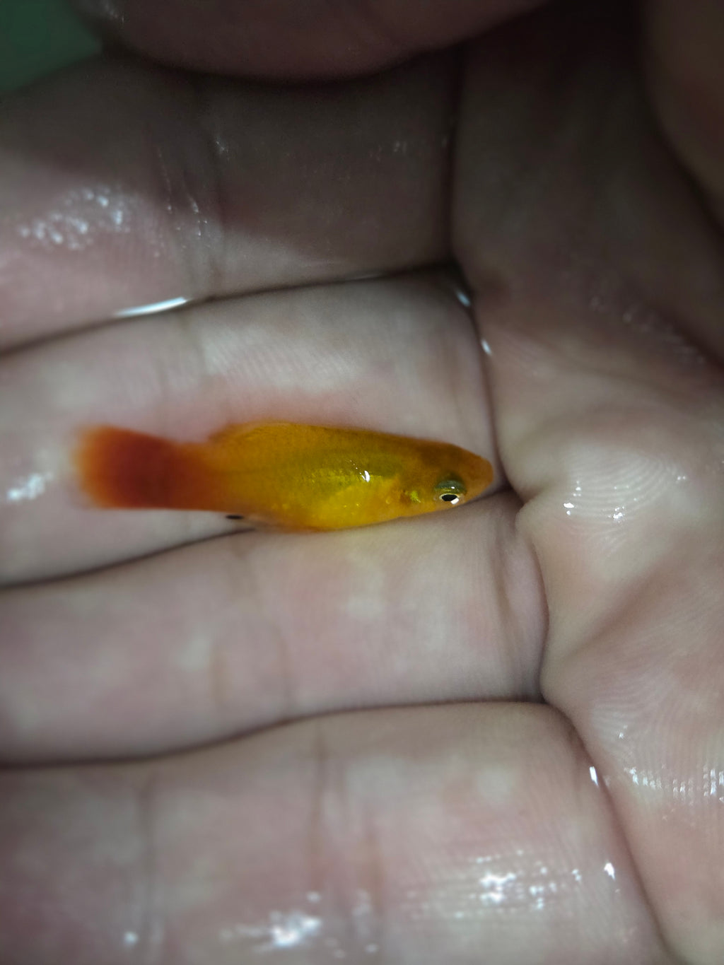 黃金太陽12隻