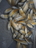澳洲火焰彩兔10隻