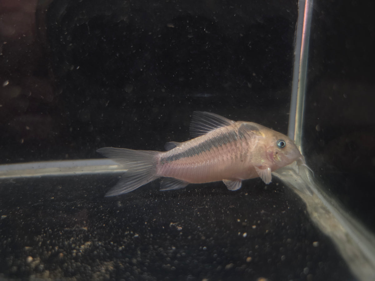 紅黑帶鼠