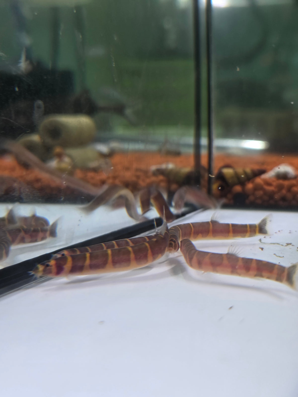蛇魚5隻