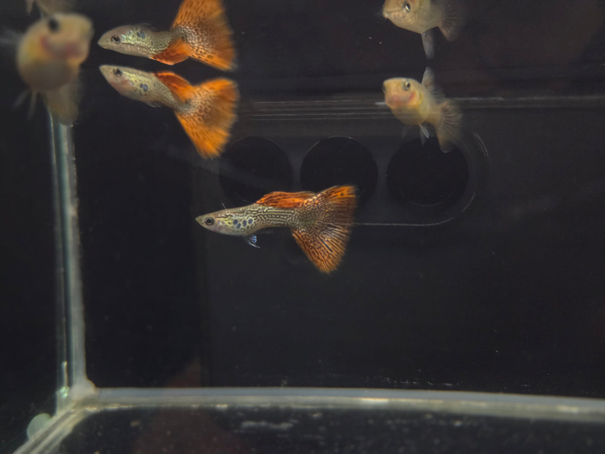 紅蕾絲3對