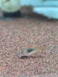 咖啡鼠10隻