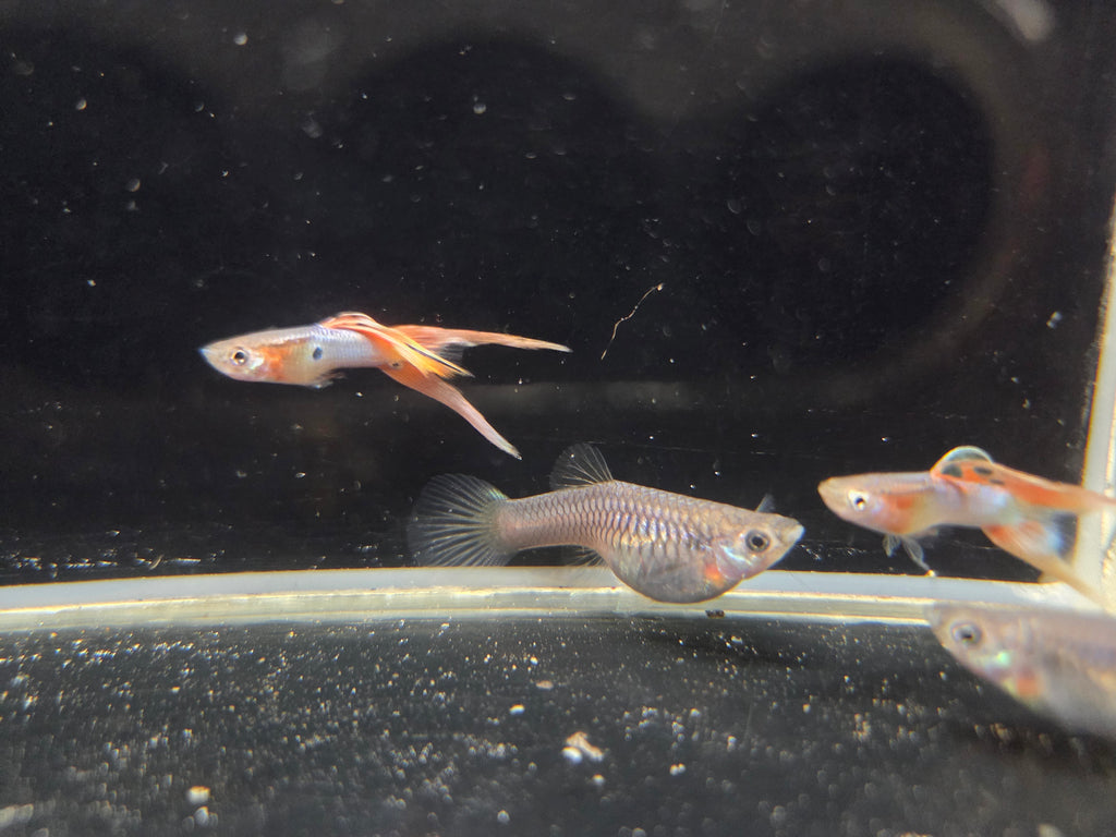 日本藍紅雙劍3對