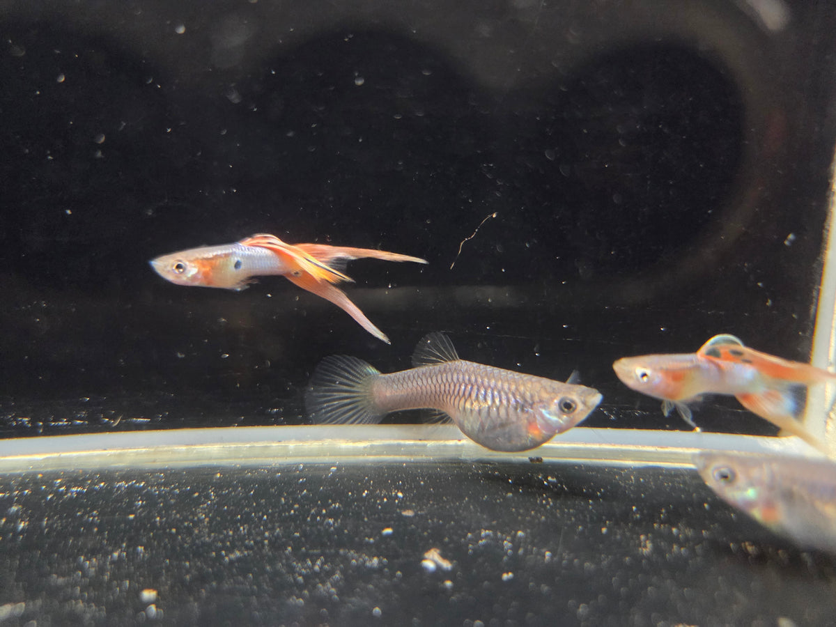 日本藍紅雙劍3對