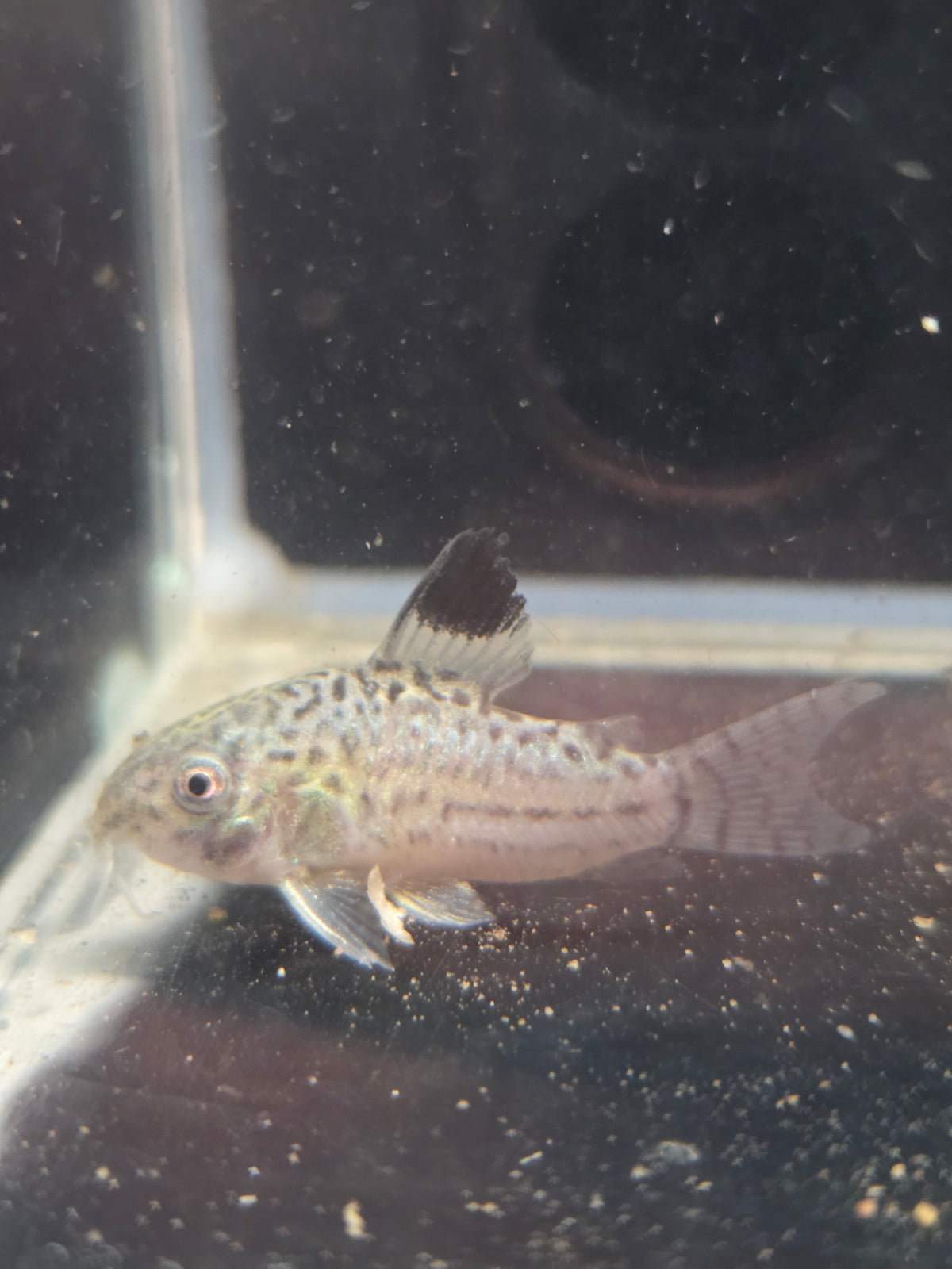 茉莉豹鼠