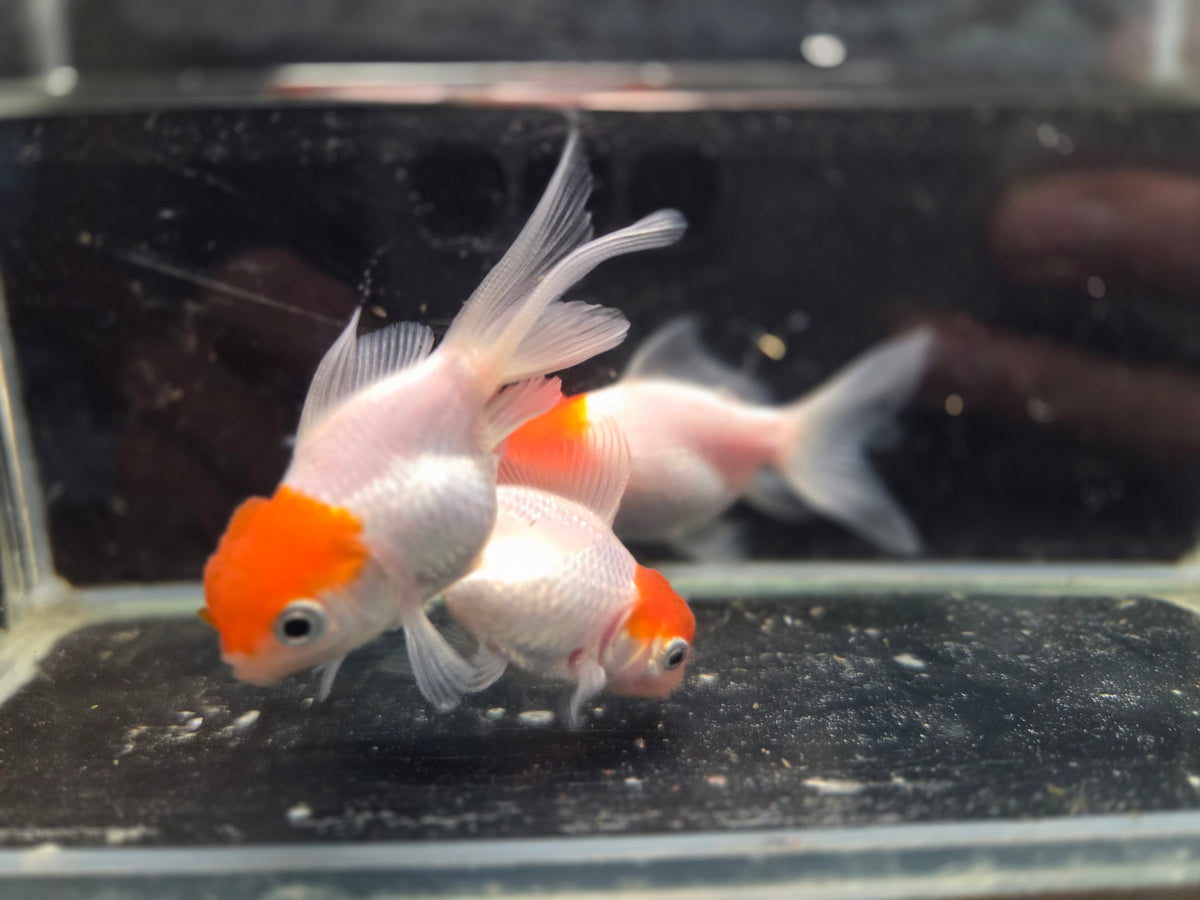小紅帽金魚3隻