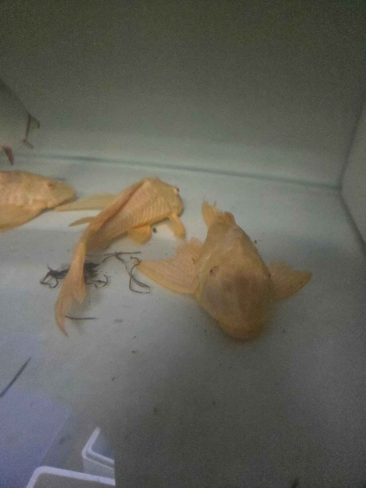 女王異形（除藻吃殘餌）