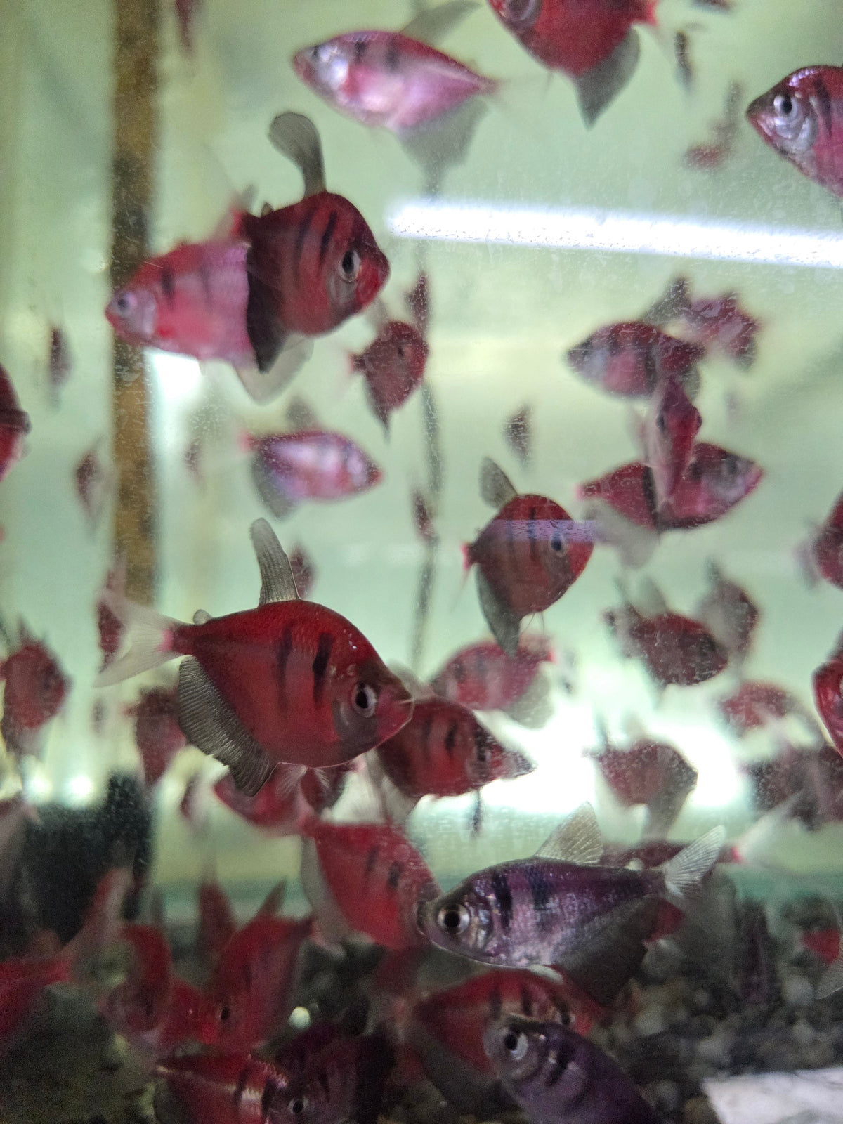 虎紋紅磚6隻