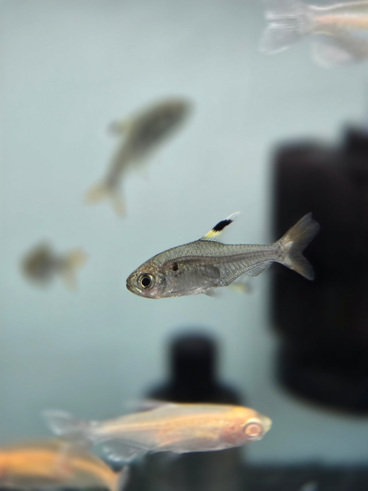 白帆玫瑰鯽5隻