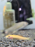 黃金青苔鼠5隻