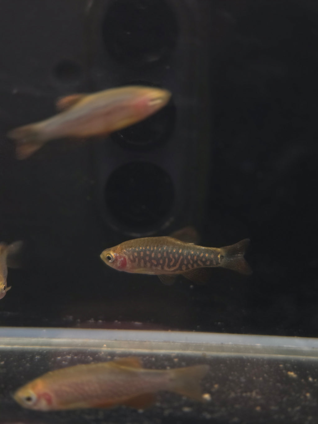夢幻金鑽3隻