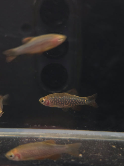 夢幻金鑽3隻