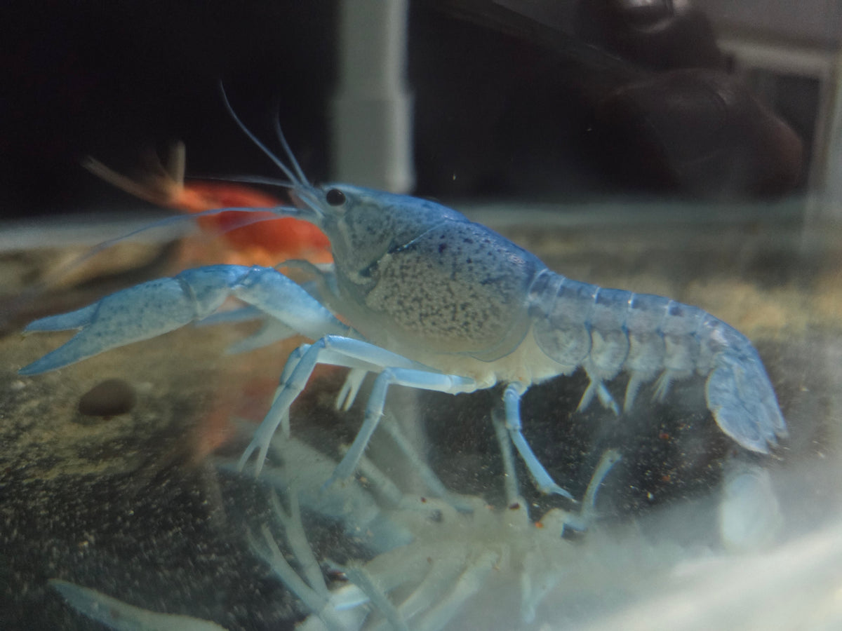 藍螯蝦