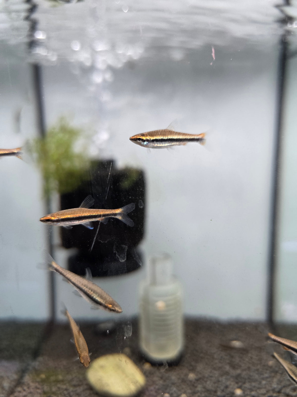 酒紅鉛筆燈10隻