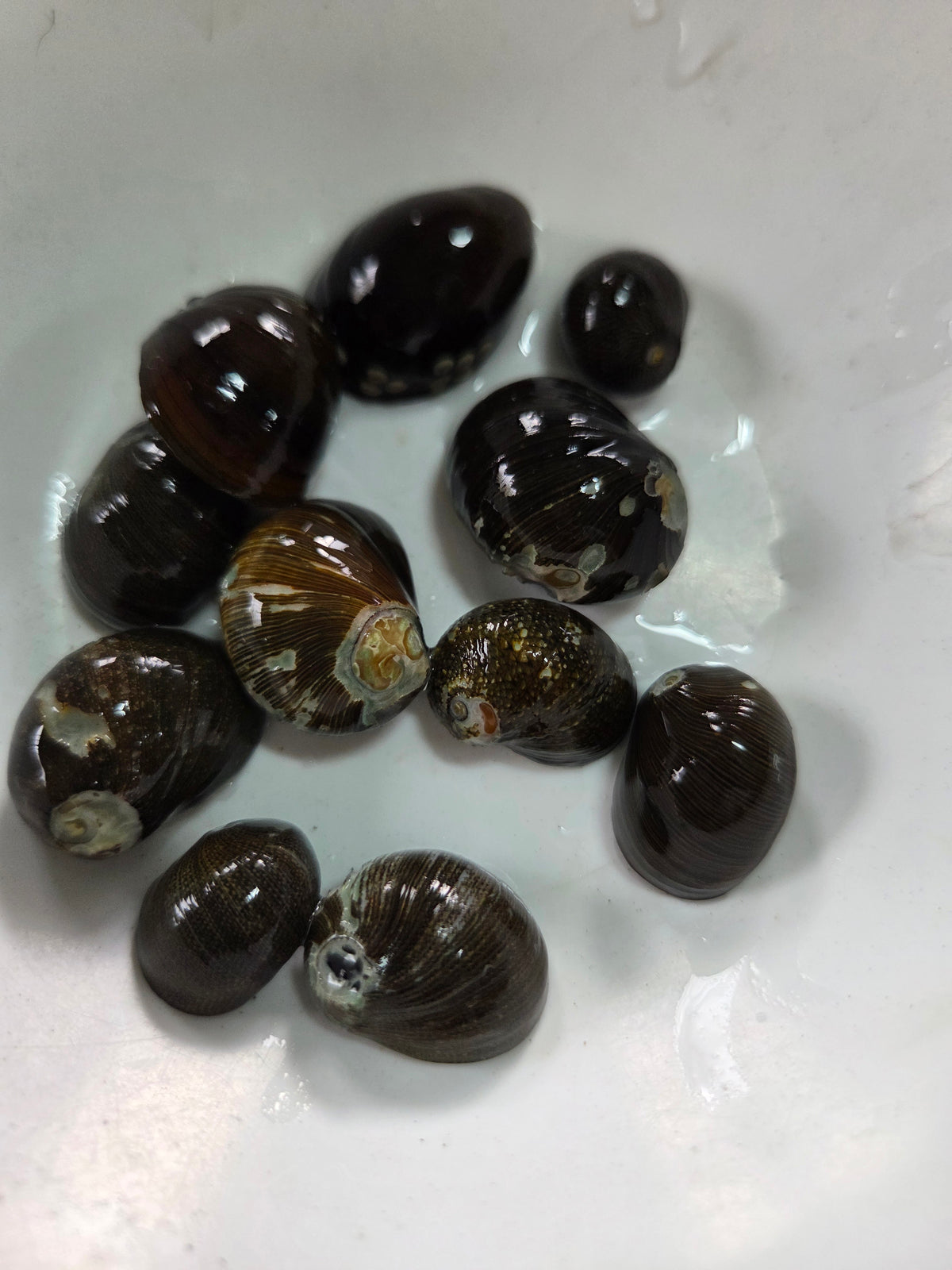 鋼盔螺6顆