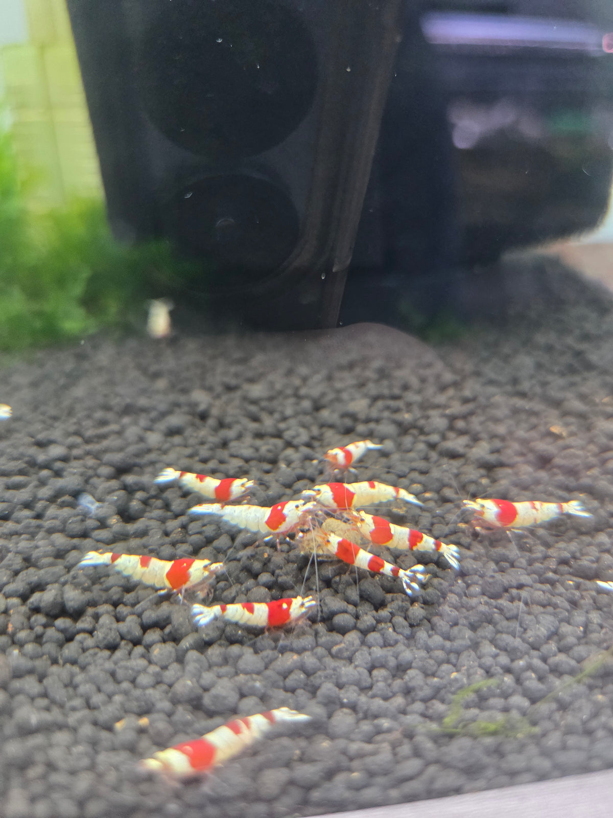 紅白水晶蝦
