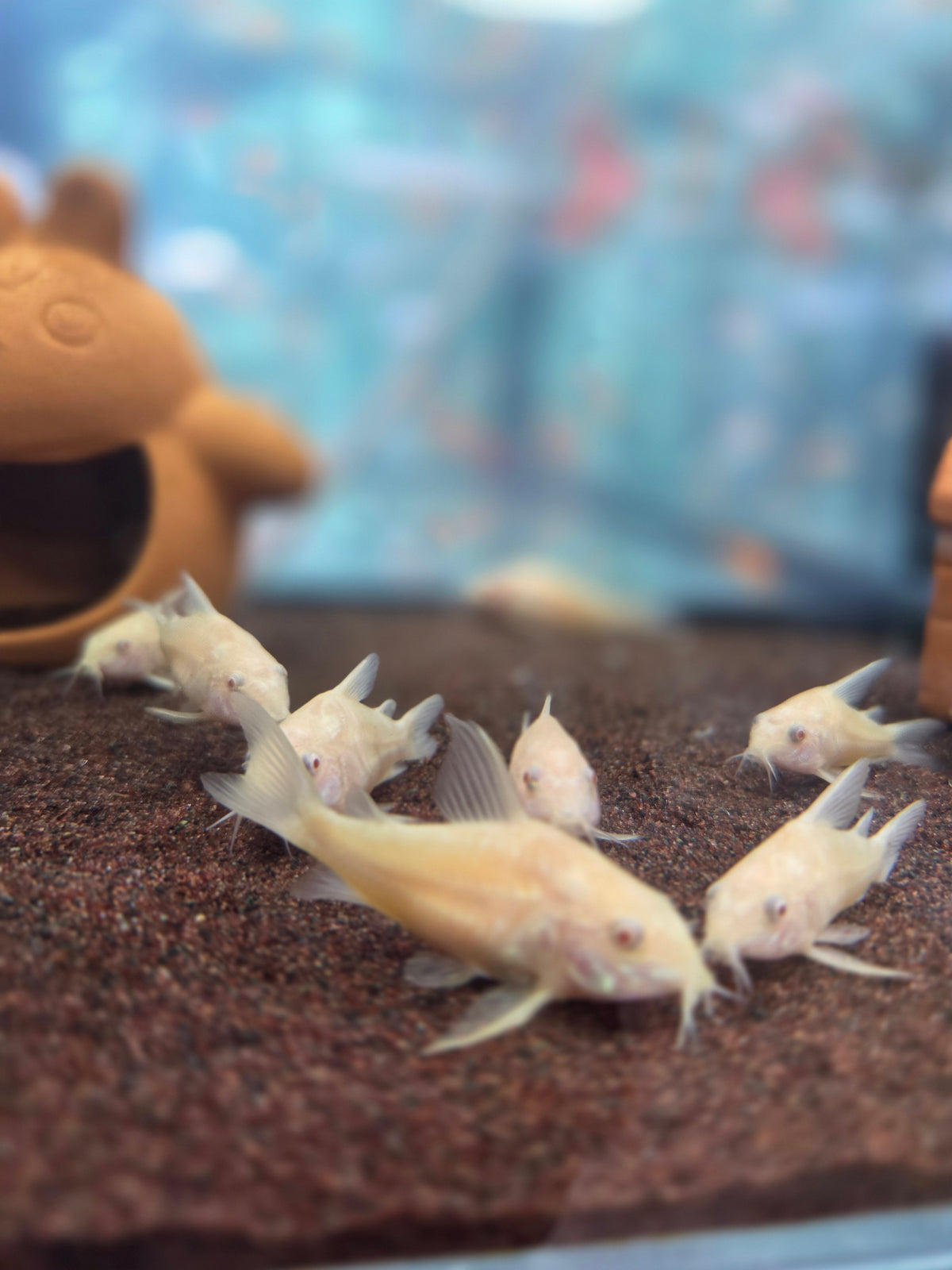 白鼠魚