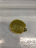 黃化巴西龜（稀有）