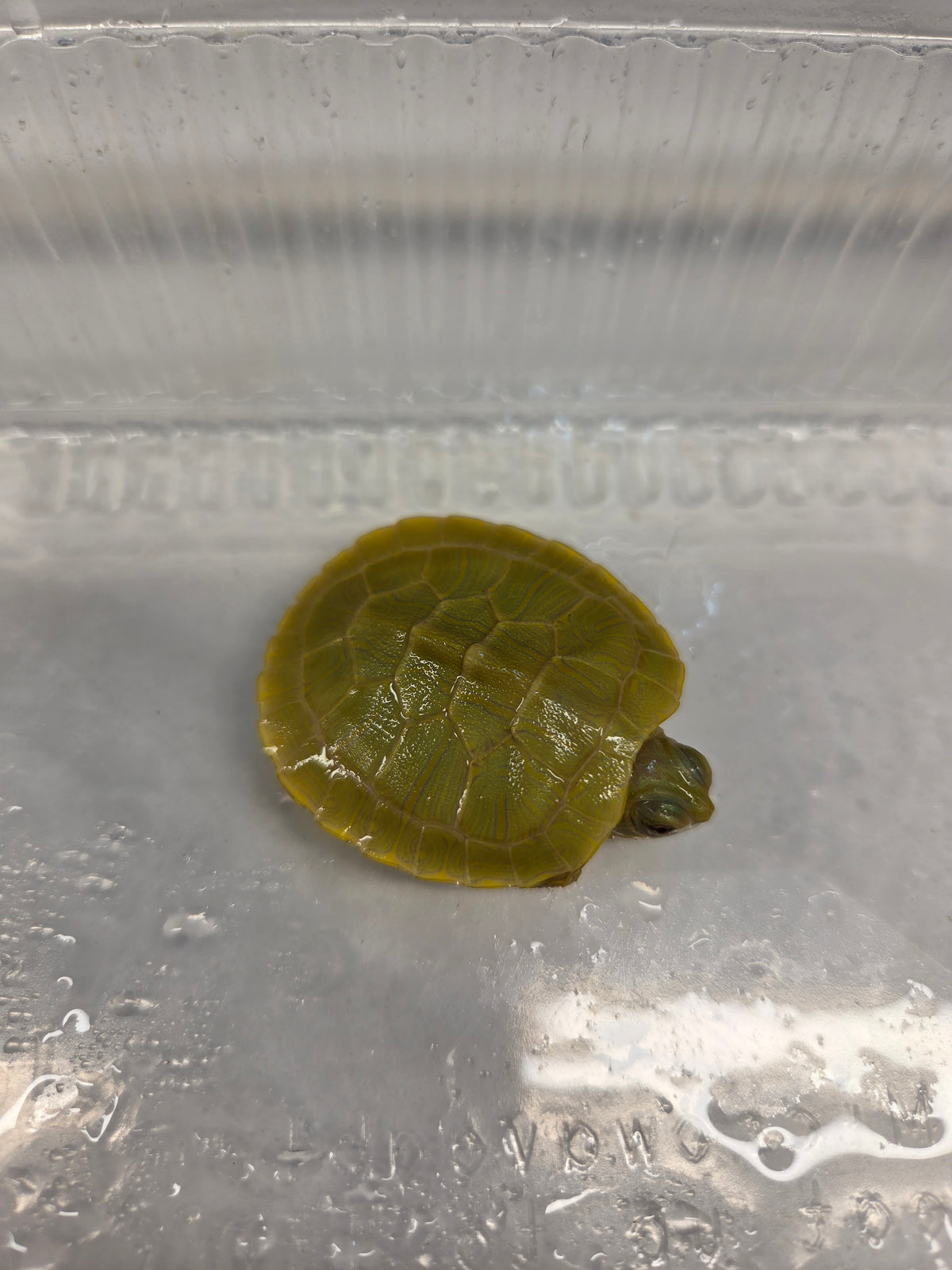 黃化巴西龜（稀有）