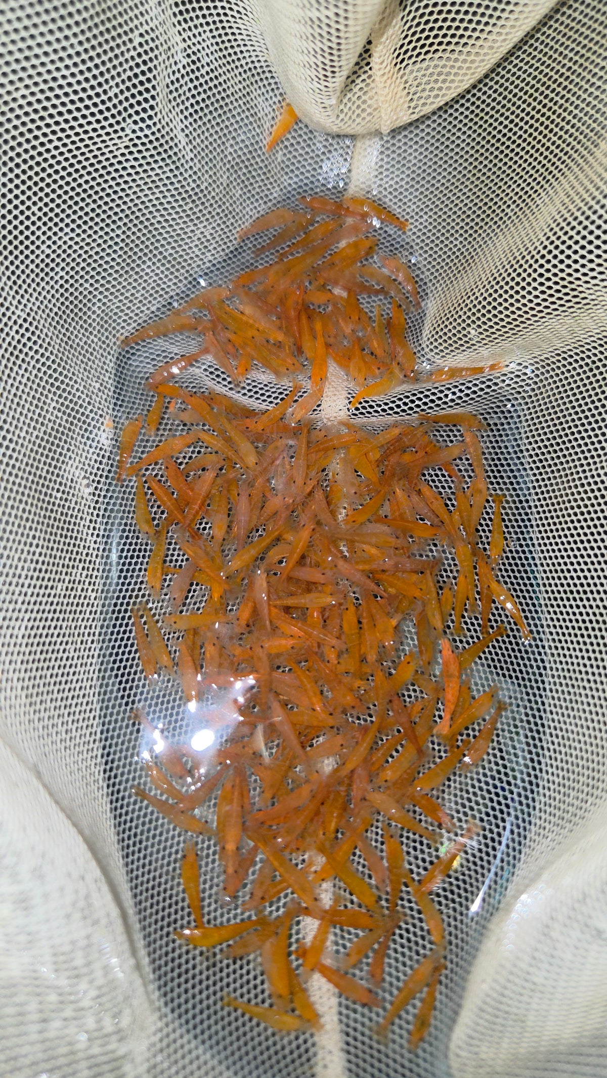 香吉士米蝦M