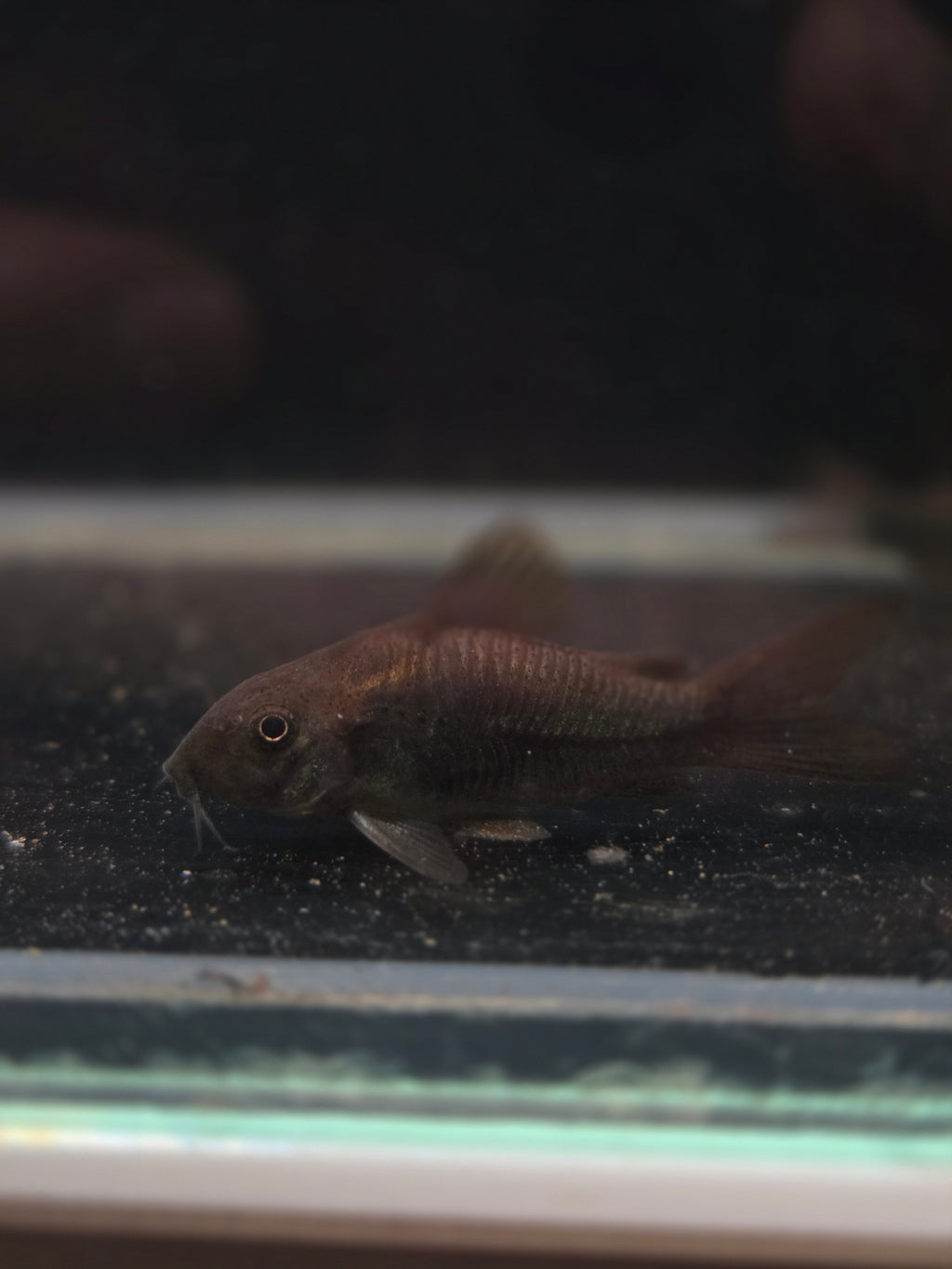 黑鼠