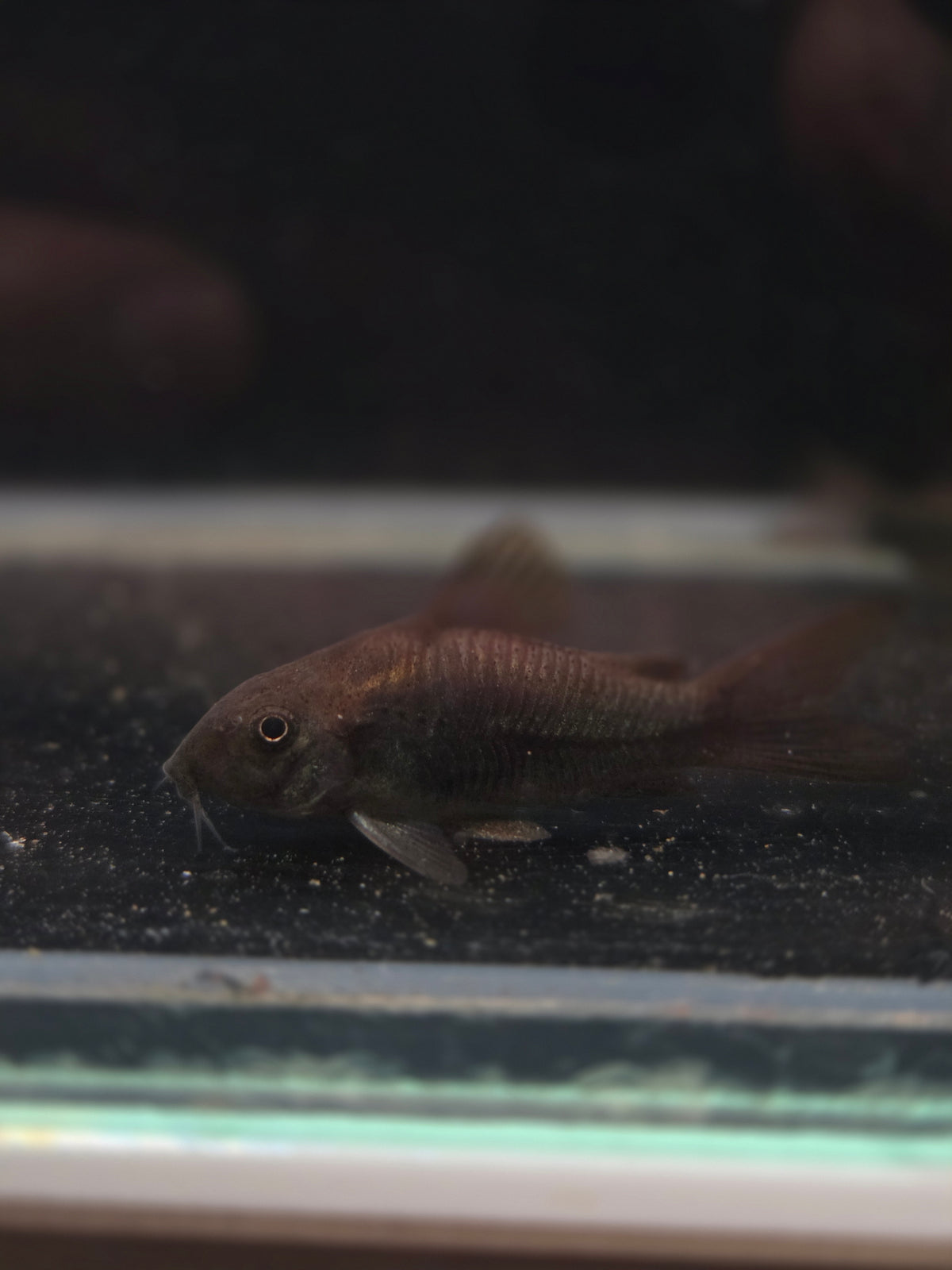 黑鼠