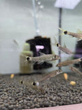 小猴飛狐5隻